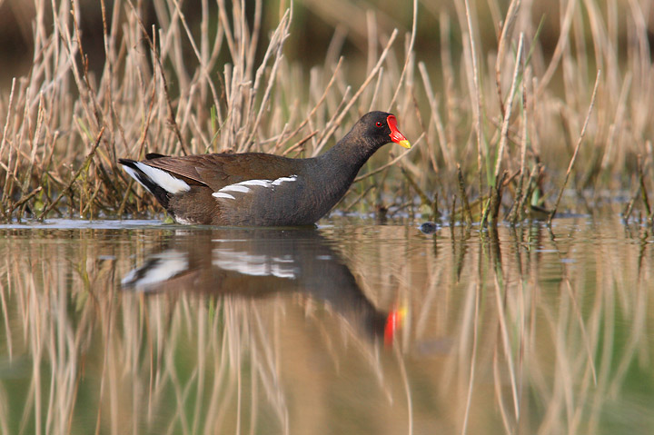 Gallinelle d''acqua