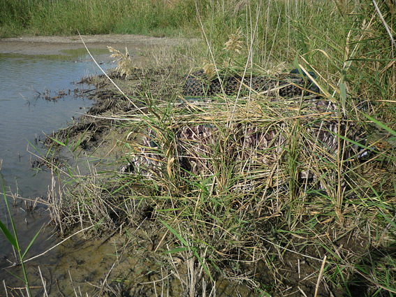 Ballerina gialla, cutrettola?