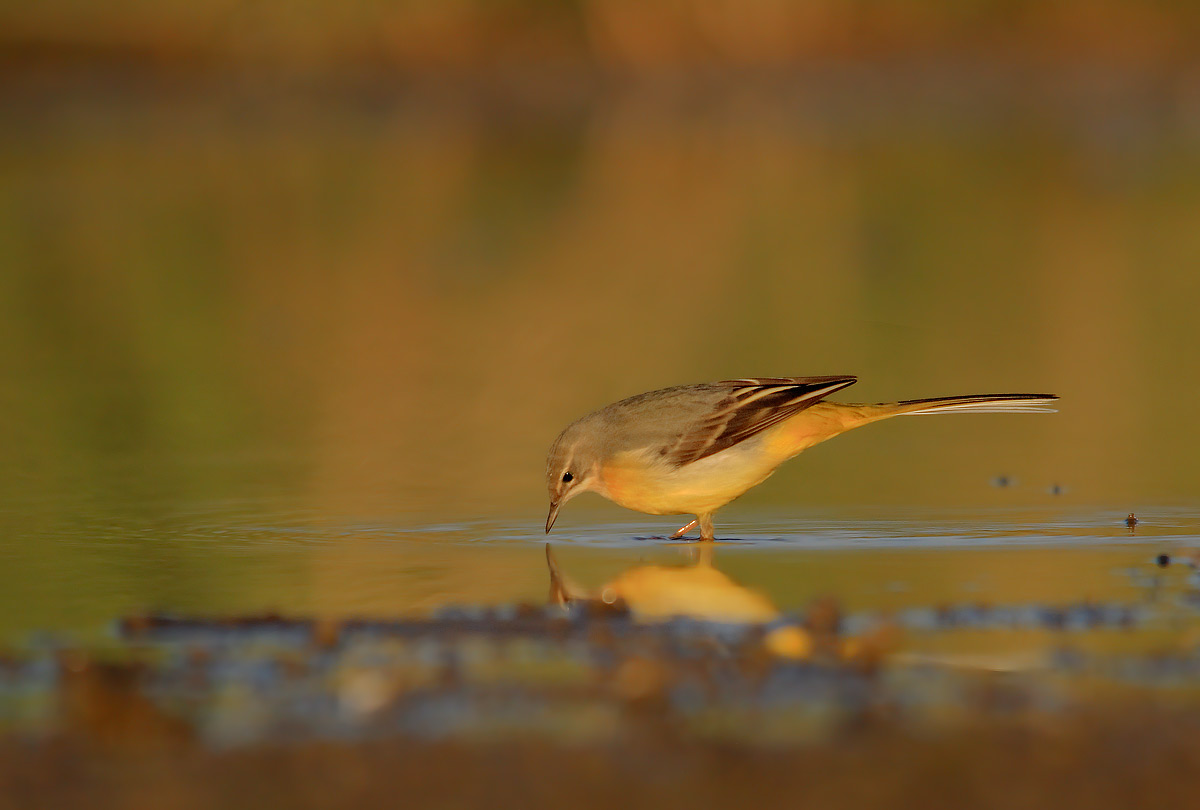 Ballerina gialla, cutrettola?