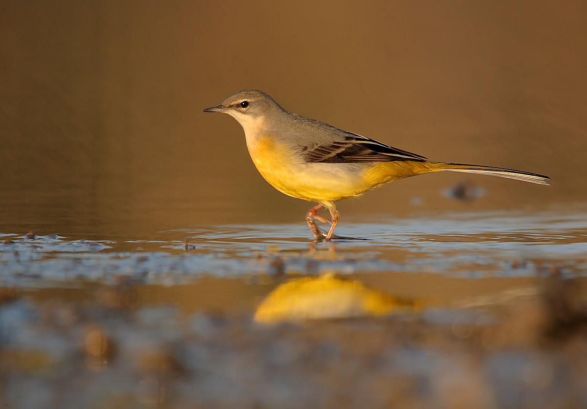 Ballerina gialla, cutrettola?