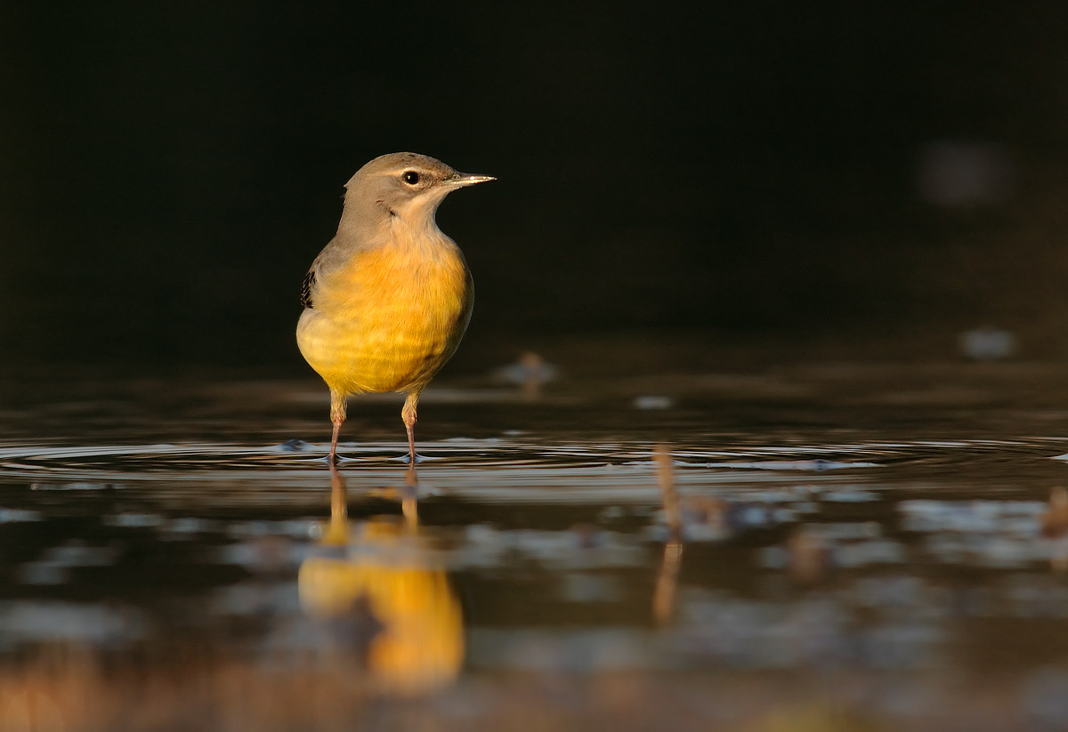Ballerina gialla, cutrettola?