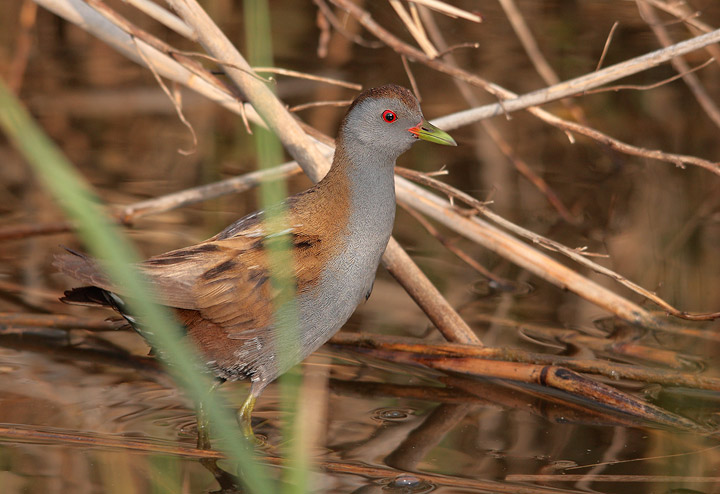 Ancora schiribilla