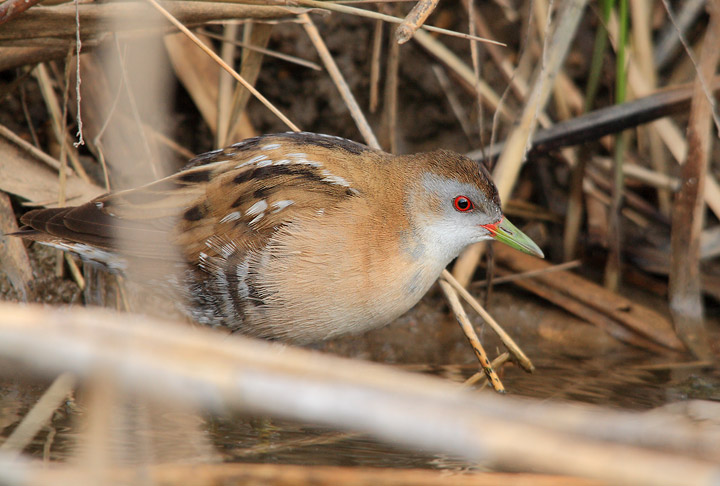 Ancora schiribilla