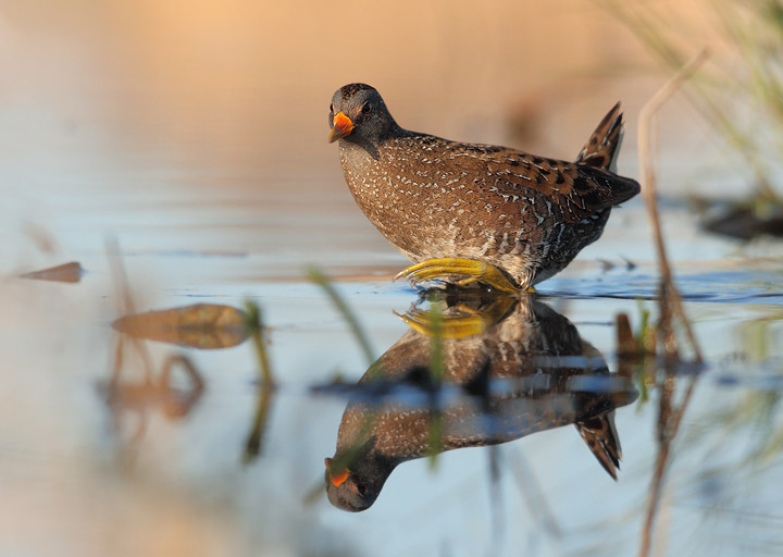 voltolino nuova serie