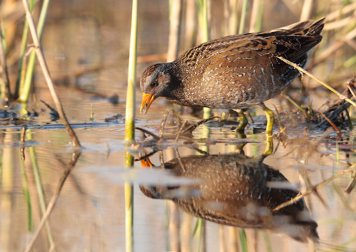 voltolino nuova serie