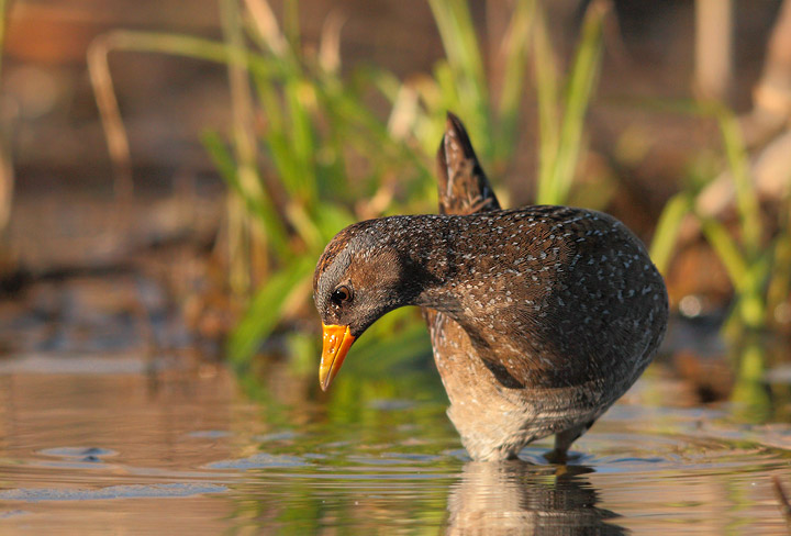 voltolino nuova serie