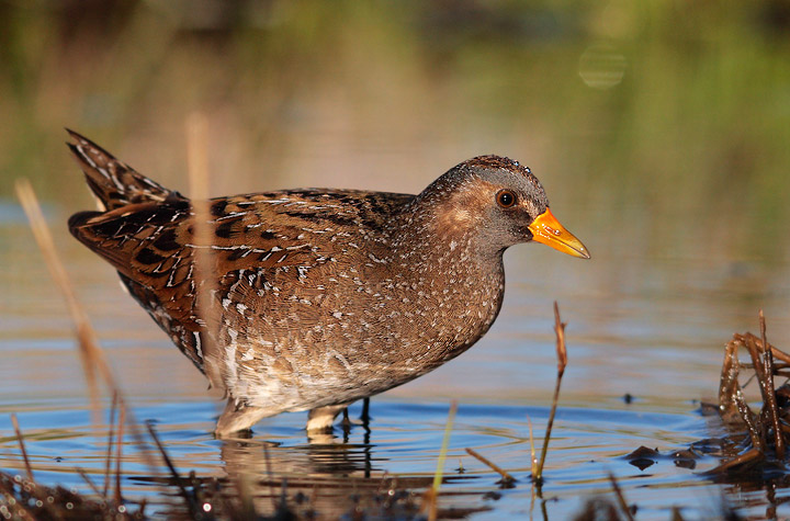 voltolino nuova serie