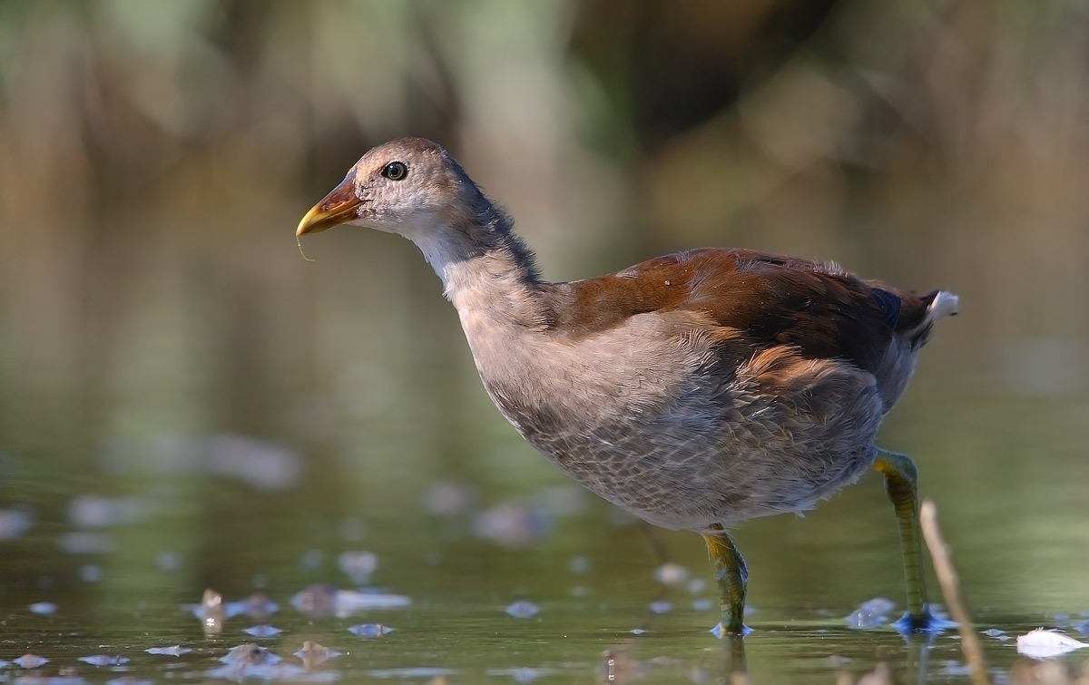 Giovane gallinella
