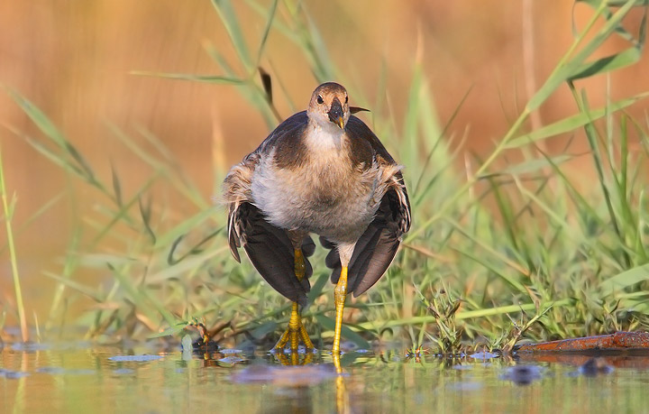 Gallinelle d''acqua