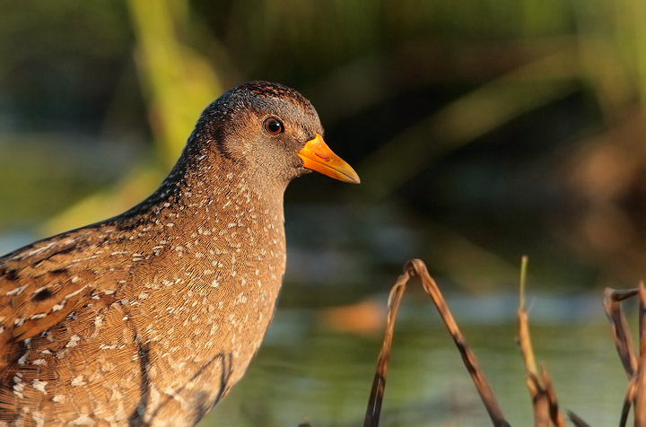 voltolino nuova serie