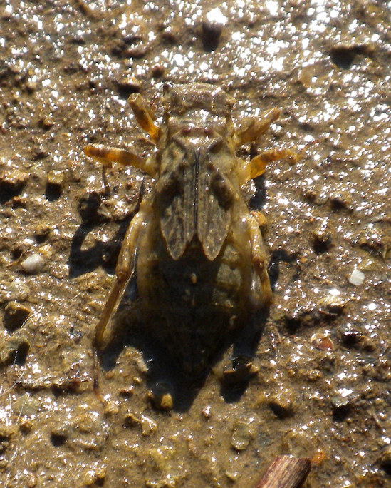 Larva di libellula, anzi di Libellula... depressa