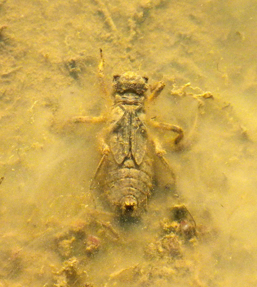 Larva di libellula, anzi di Libellula... depressa