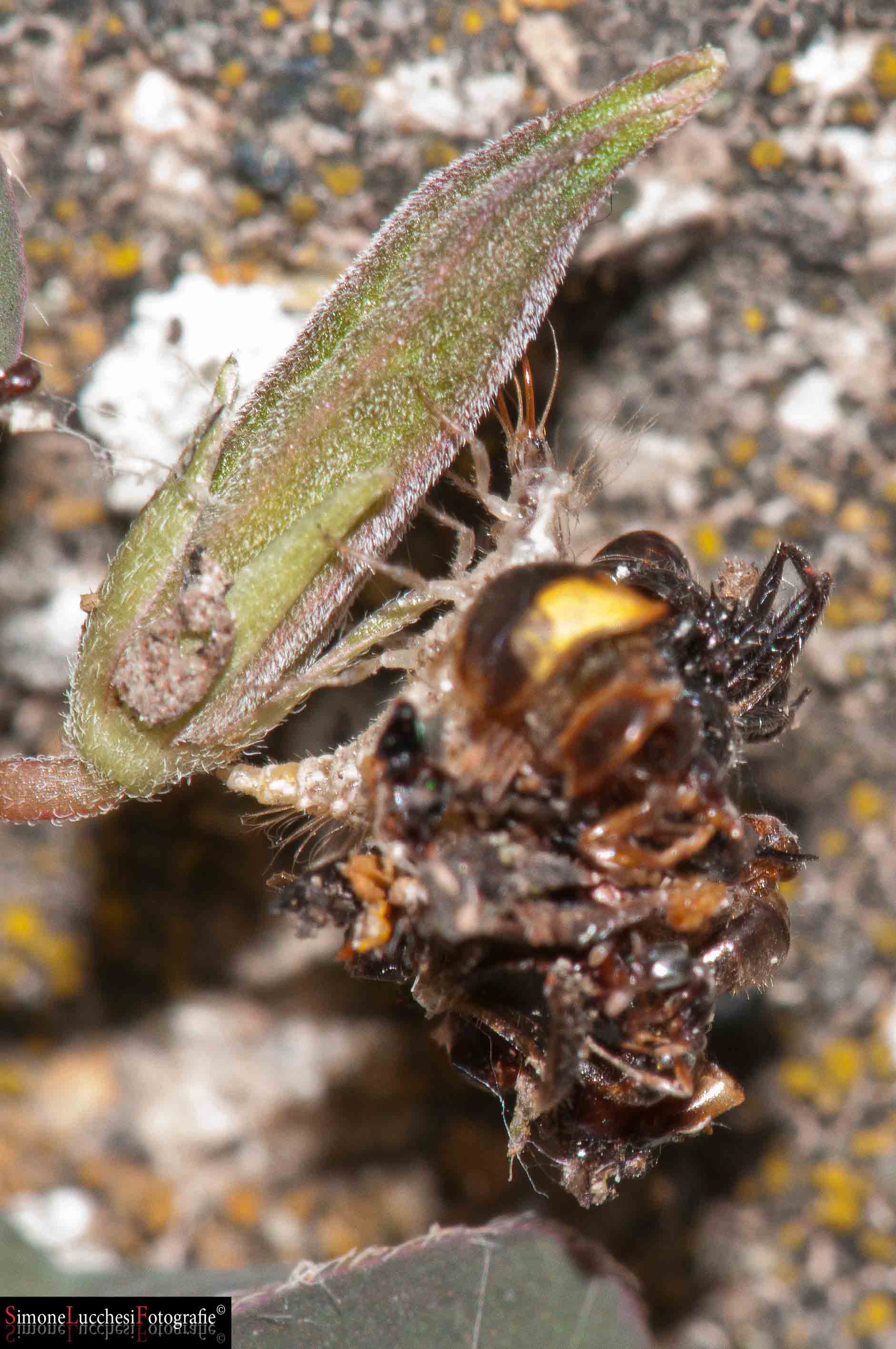 Probabile larva di Dichochrysa sp.