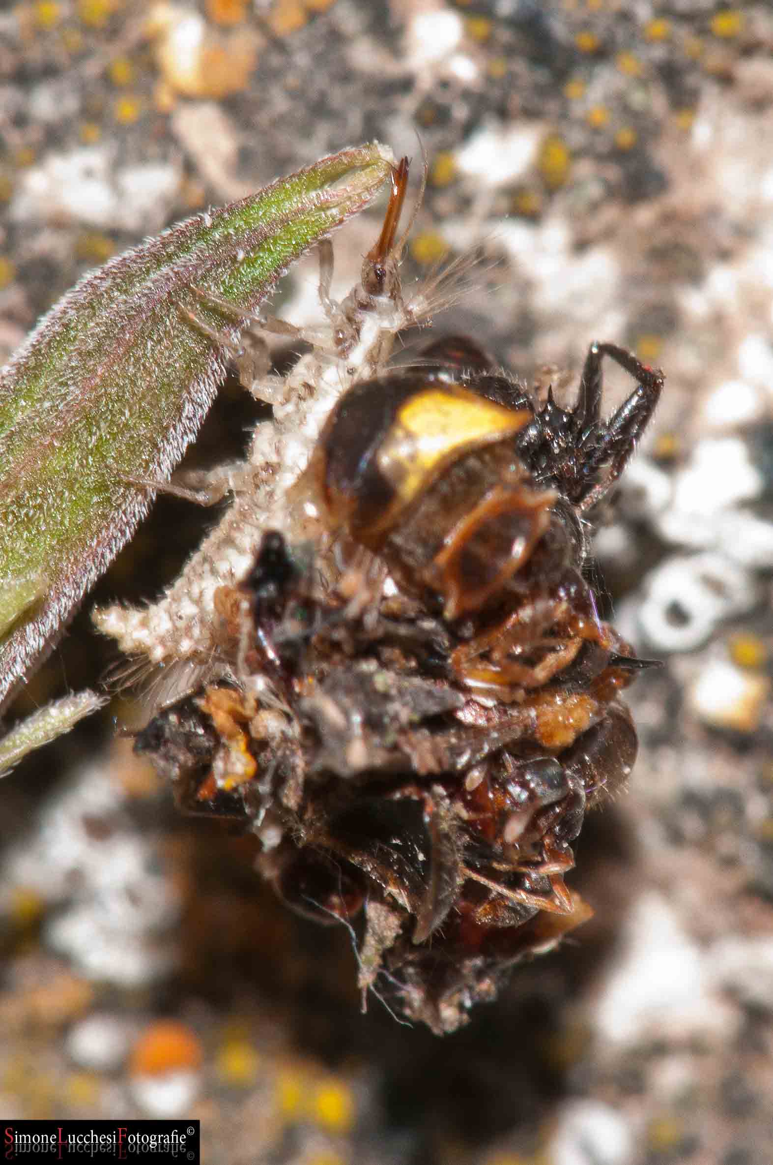 Probabile larva di Dichochrysa sp.