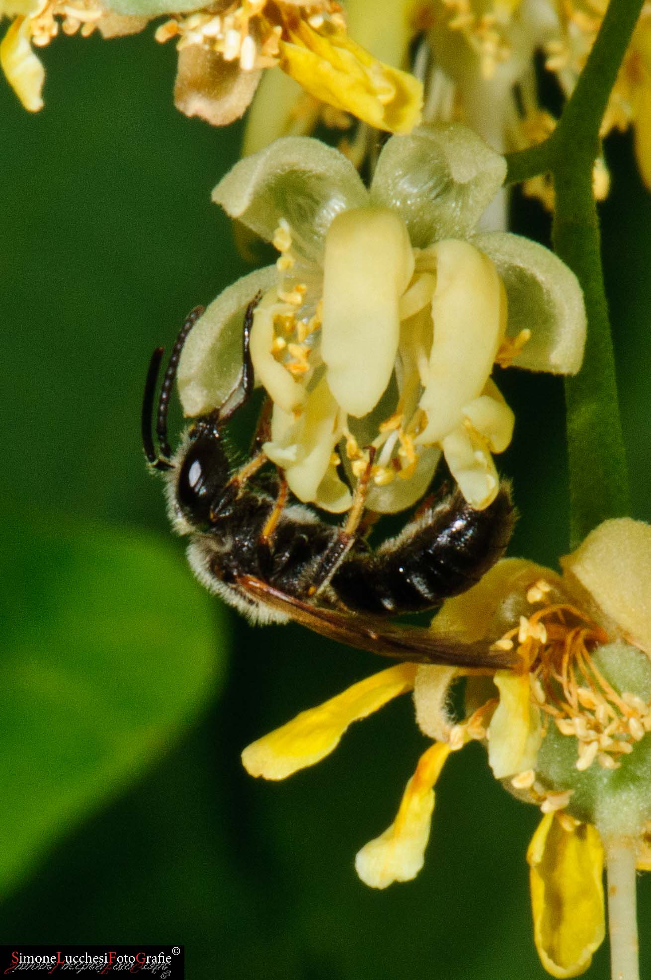 Apidae Halictinae (cfr.)
