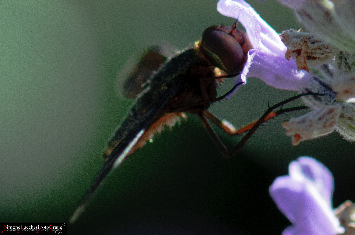 Sarà un Syrphidae?????