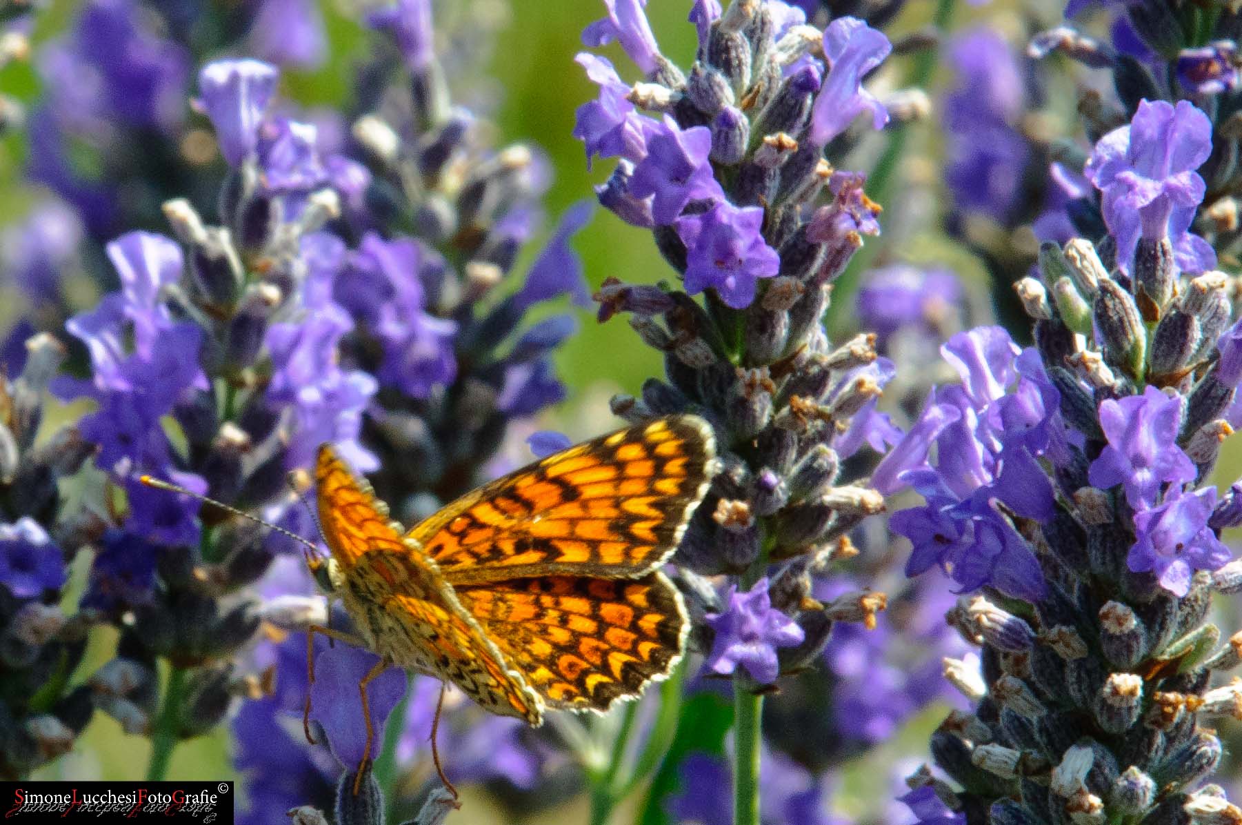 Chiedo una conferma (Melitaea athalia????)