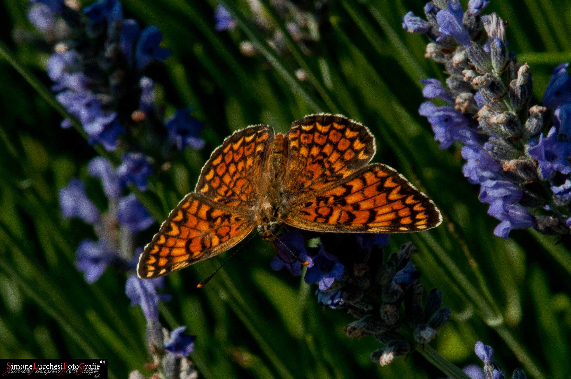 Chiedo una conferma (Melitaea athalia????)