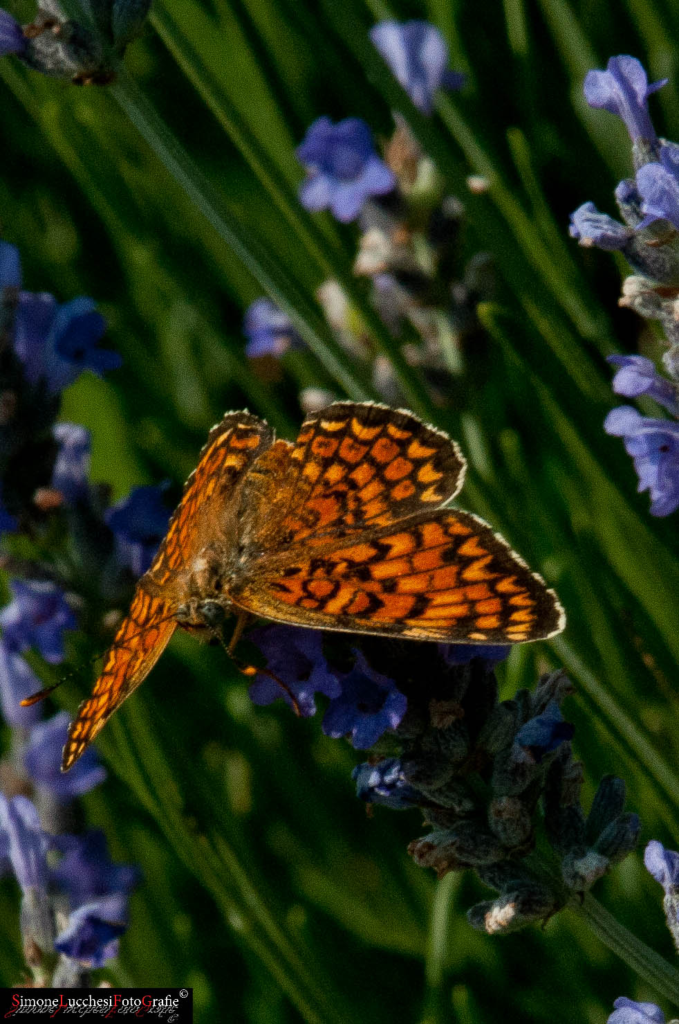 Chiedo una conferma (Melitaea athalia????)