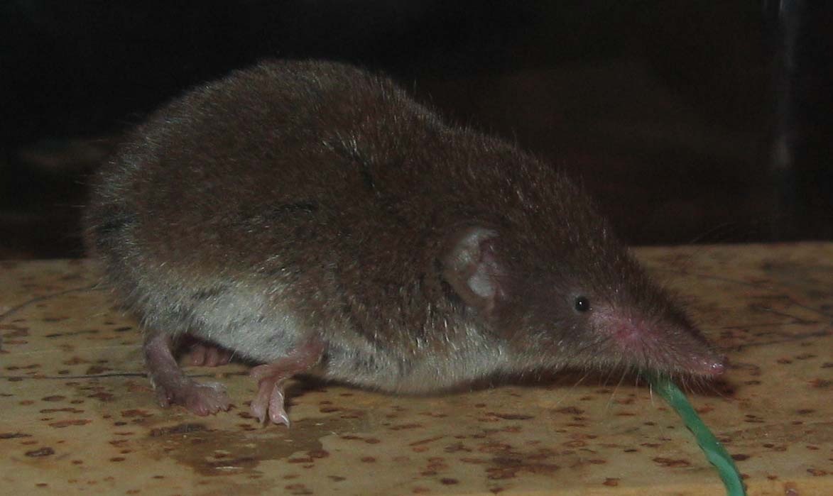 Crocidura sp. - Greve in Chianti (FI)