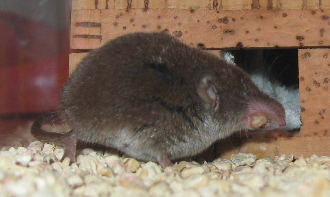 Crocidura sp. - Greve in Chianti (FI)