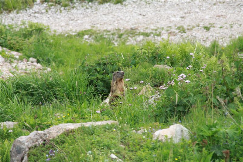 Dolomiti Friulane