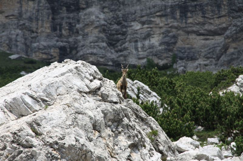 Dolomiti Friulane