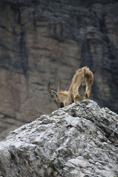 A ognuno il suo SEDERE!