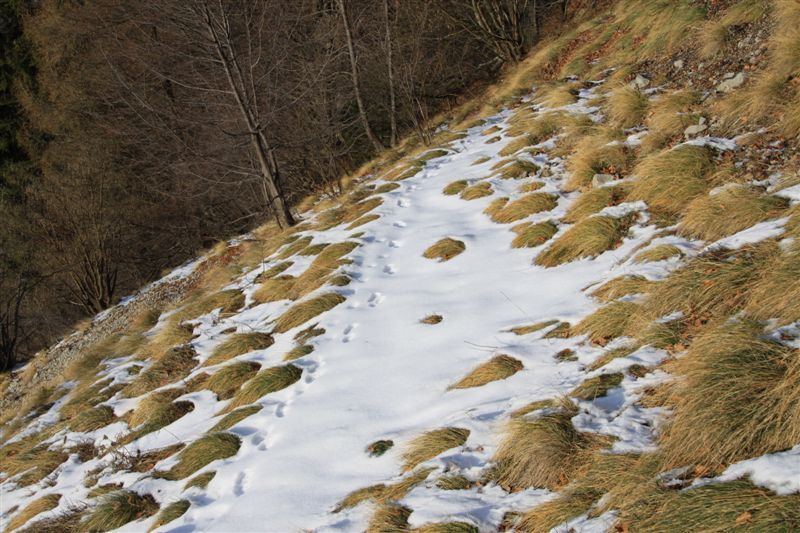 Dolomiti Friulane