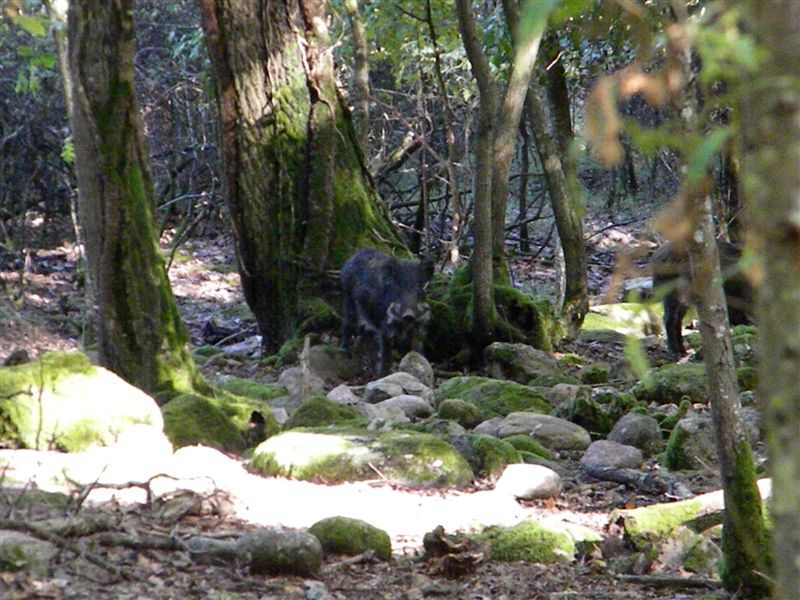 Povera Murgia, maledetti cinghiali alloctoni, che si cibano (anche) di rettili!