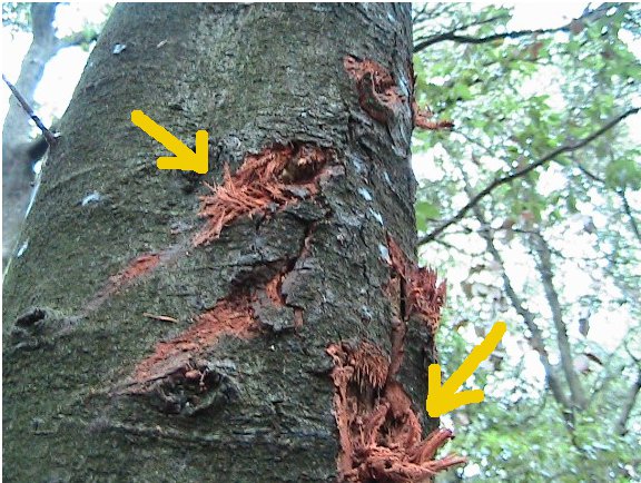 Inquietanti tracce in una villa...al centro di Roma!!!