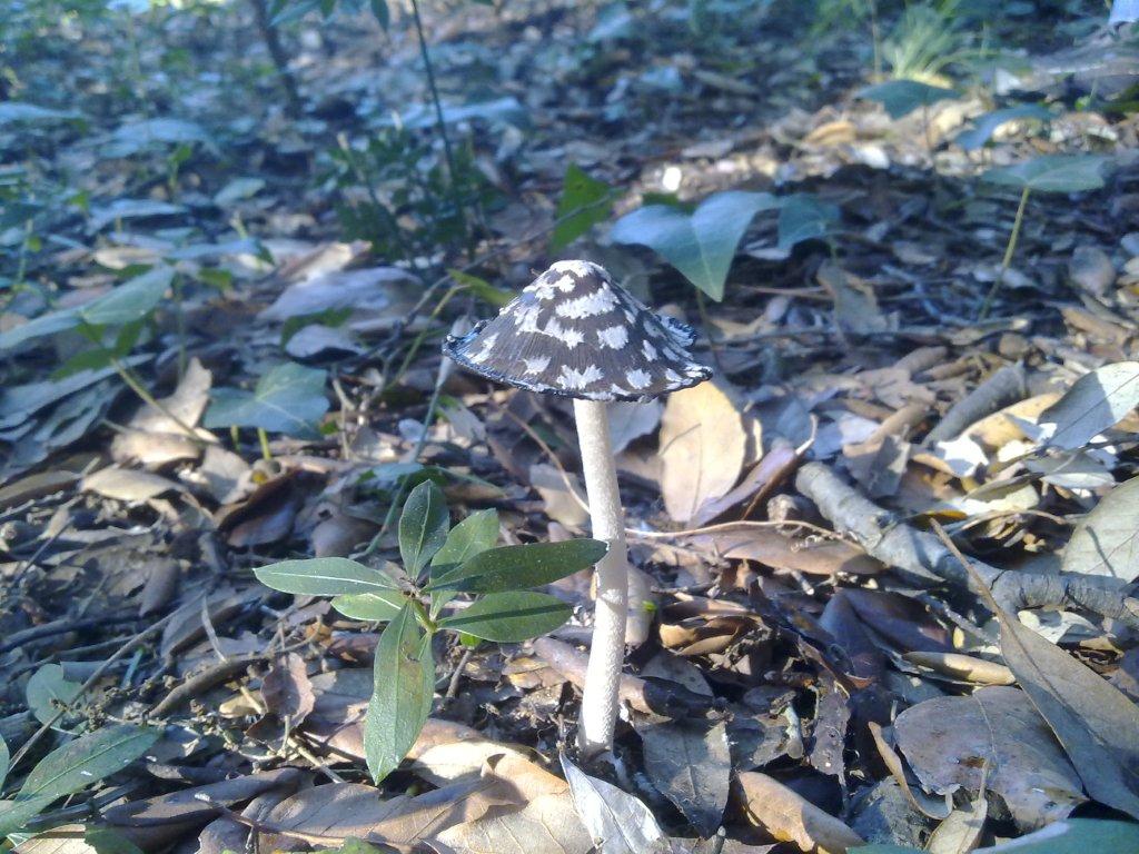 Coprinus picaceus e .......