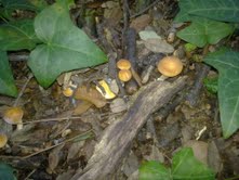 Coprinus picaceus e .......