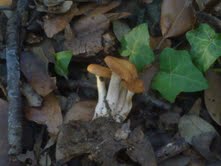 Coprinus picaceus e .......