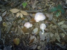 Coprinus picaceus e .......