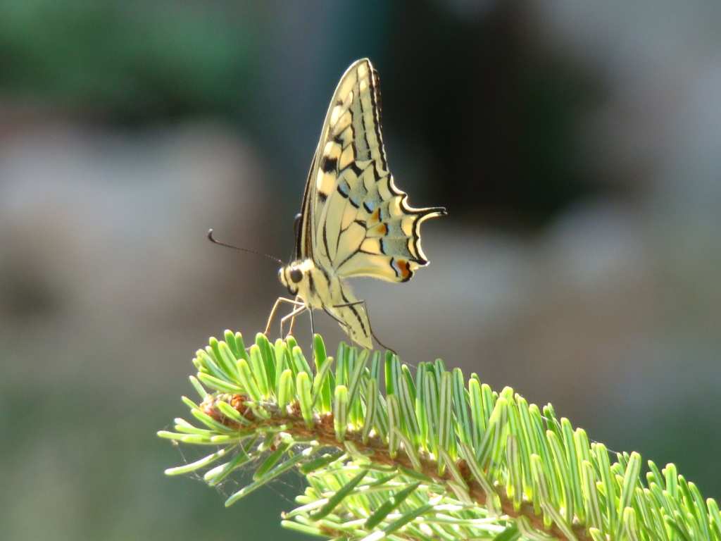 una farfalla sul mio abete