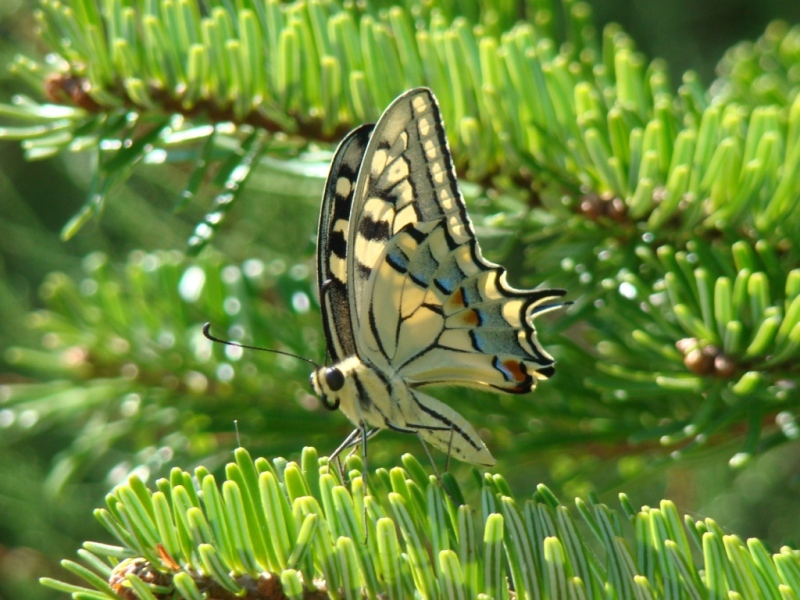 una farfalla sul mio abete