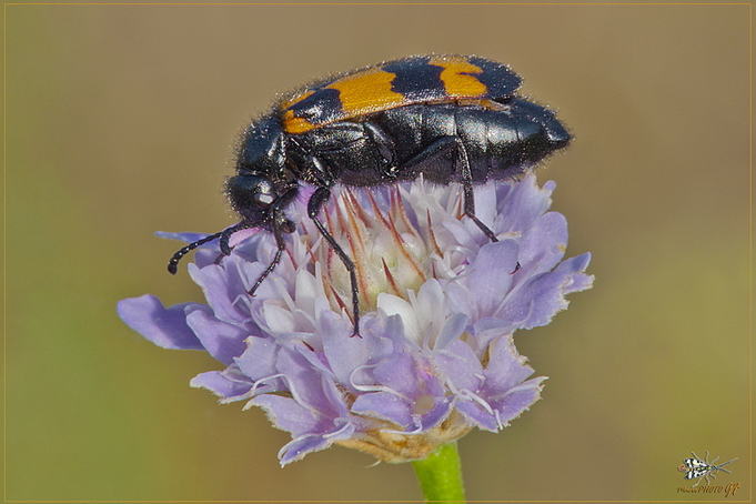 Mylabris variabilis