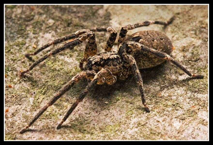 Zoropsis Spinimana