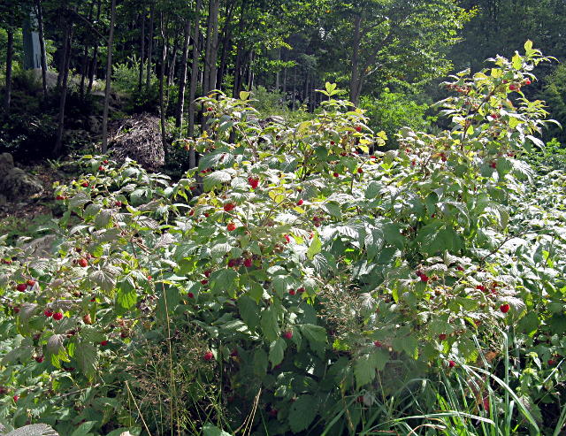 Ephippiger? Appennino Tosco-Emiliano - Polysarcus denticauda