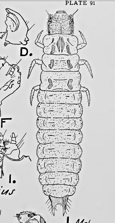 Larva di Malachiidae