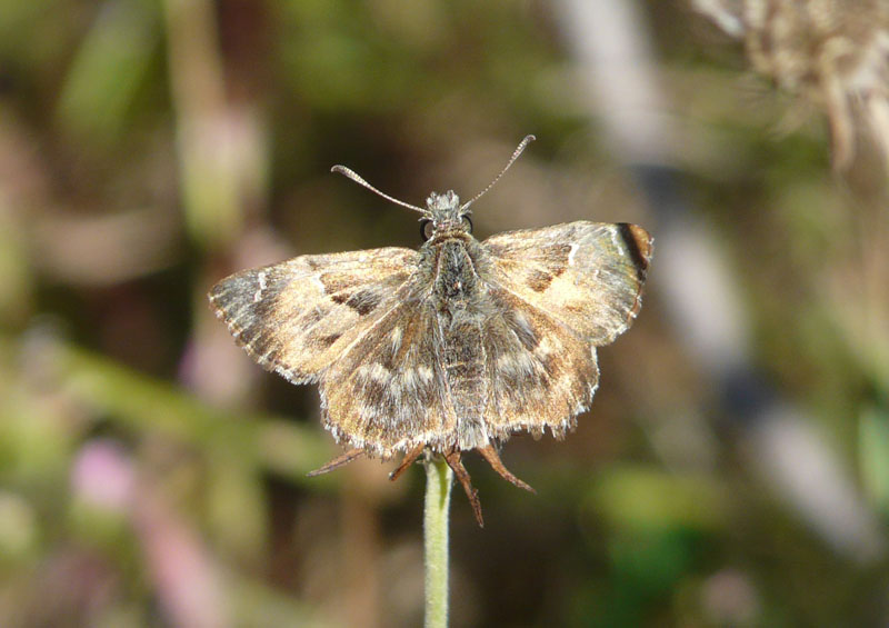 Carcharodus da identificare. - Carcharodus alceae