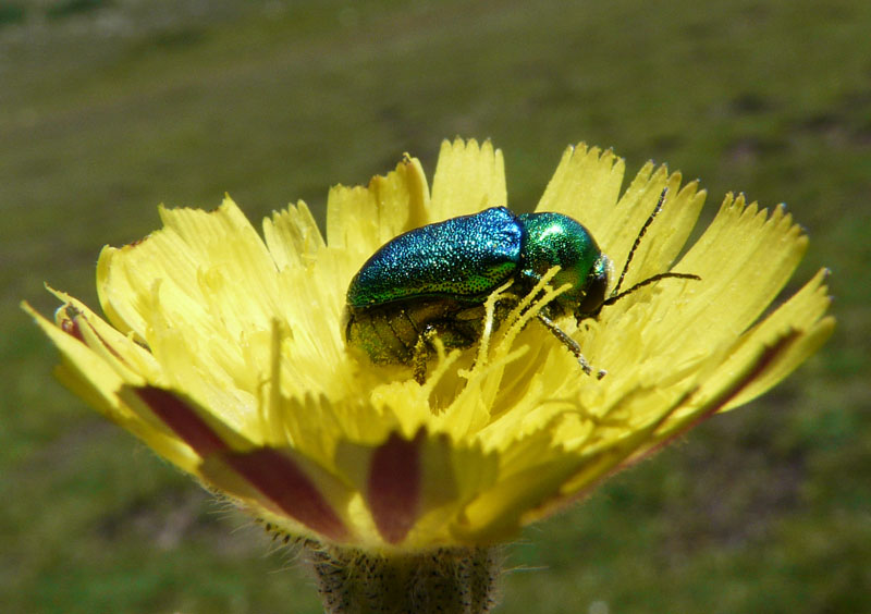 Quale Cryptocephalus?