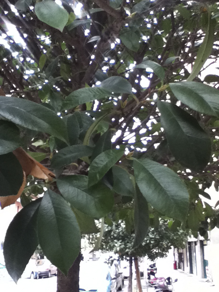 Ce ne � una che sia ligustro?