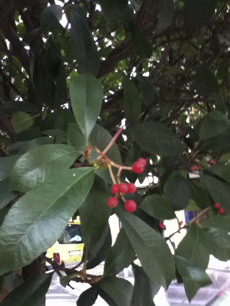 Ce ne � una che sia ligustro?