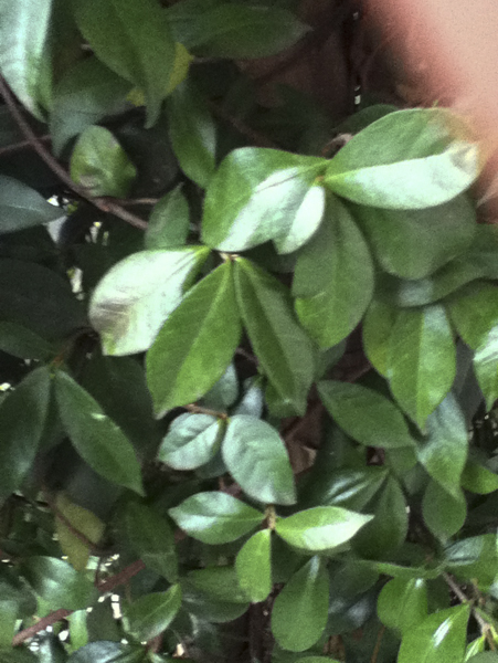 Ce ne � una che sia ligustro?