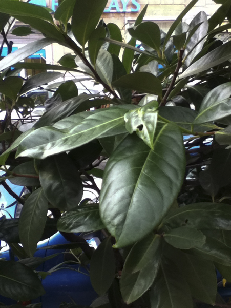 Ce ne � una che sia ligustro?