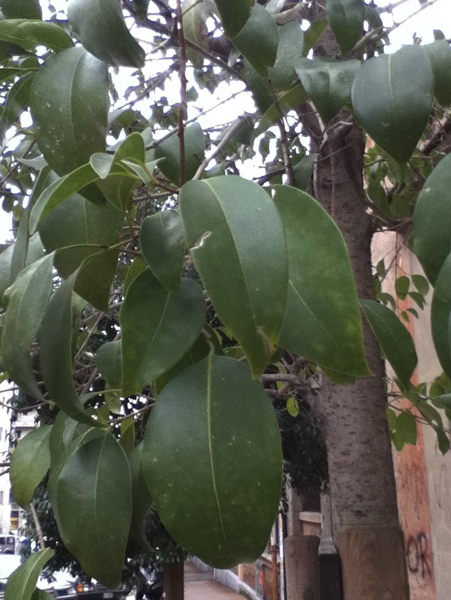 Ce ne � una che sia ligustro?