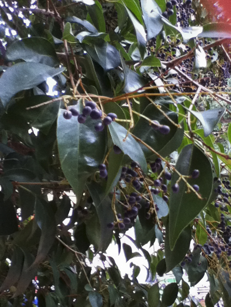 Ce ne � una che sia ligustro?