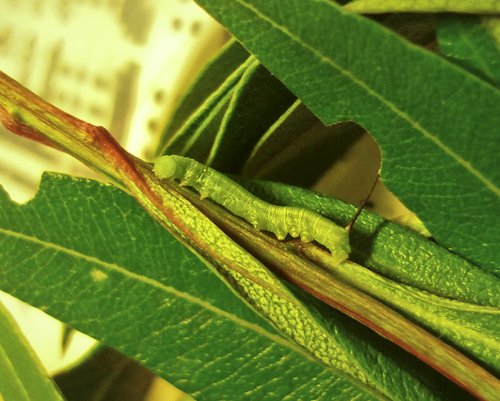 Ciclo vitale Daphnis Nerii